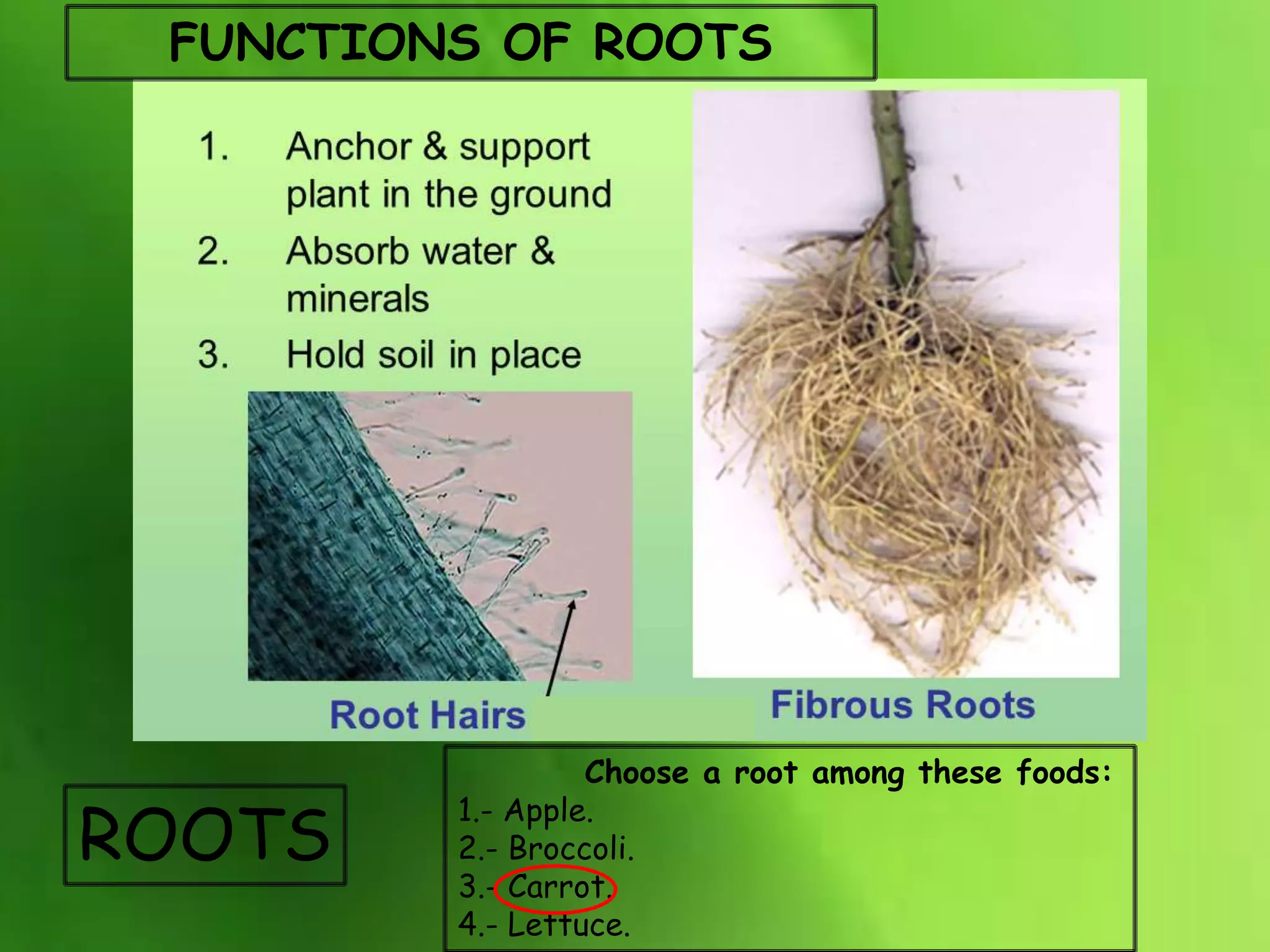 ROOTS
FUNCTIONS OF ROOTS
Choose a root among these foods:
1.- Apple.
2.- Broccoli.
3.- Carrot.
4.- Lettuce.