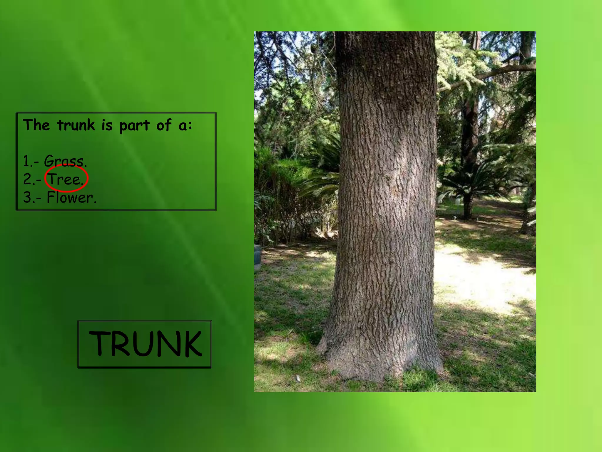 TRUNK
The trunk is part of a:
1.- Grass.
2.- Tree.
3.- Flower.