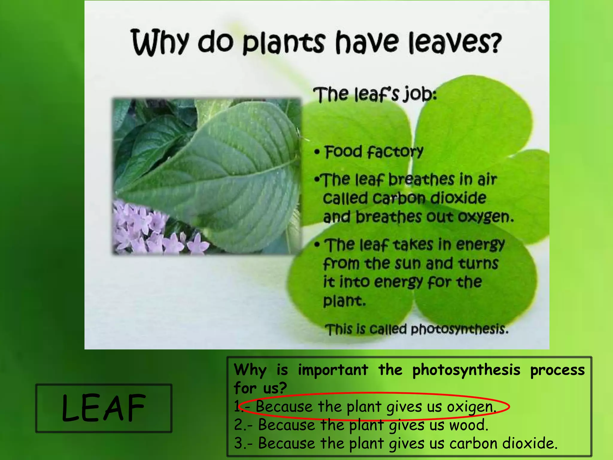 LEAF
Why is important the photosynthesis process
for us?
1.- Because the plant gives us oxigen.
2.- Because the plant gives us wood.
3.- Because the plant gives us carbon dioxide.