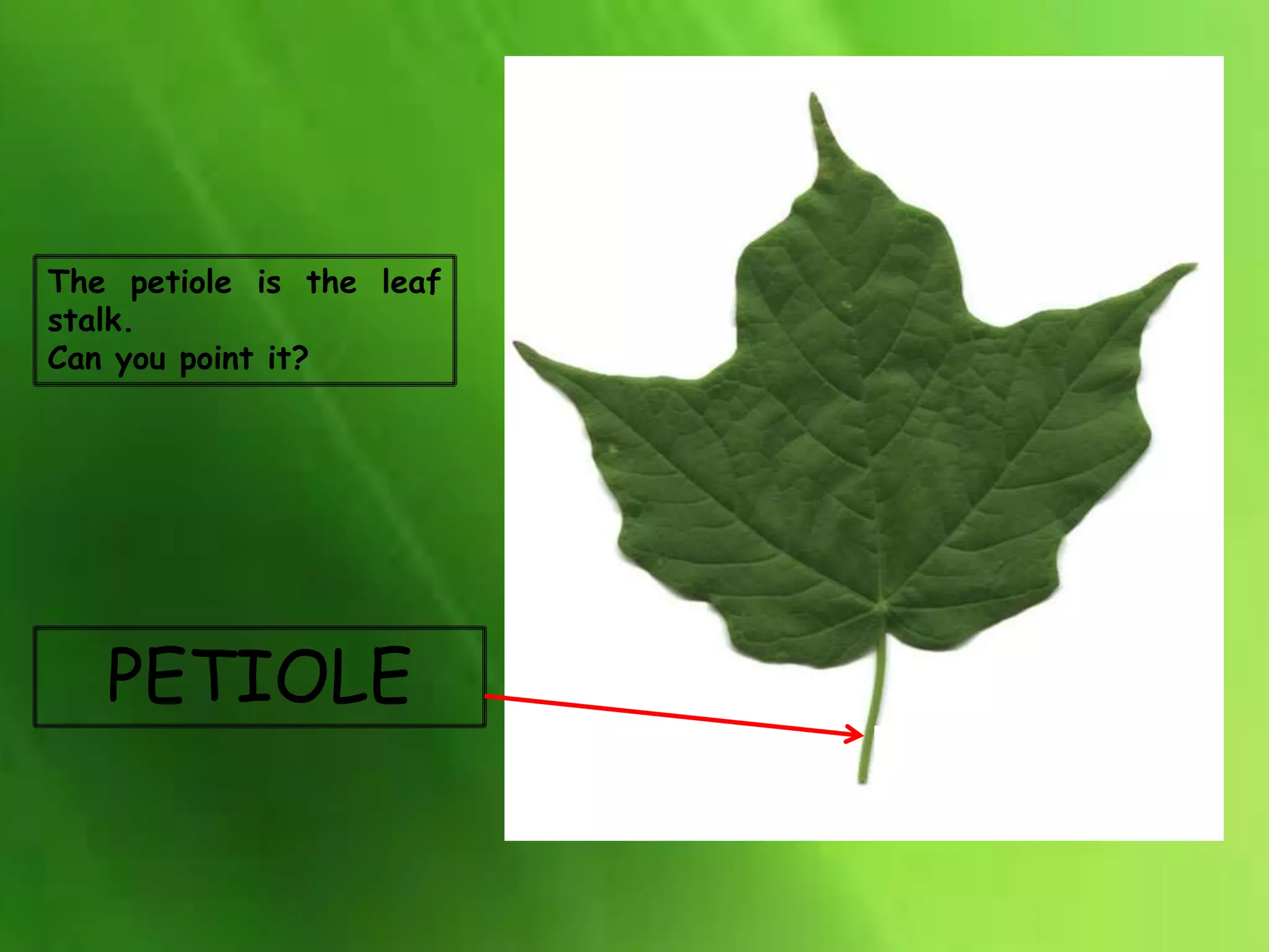 PETIOLE
The petiole is the leaf
stalk.
Can you point it?