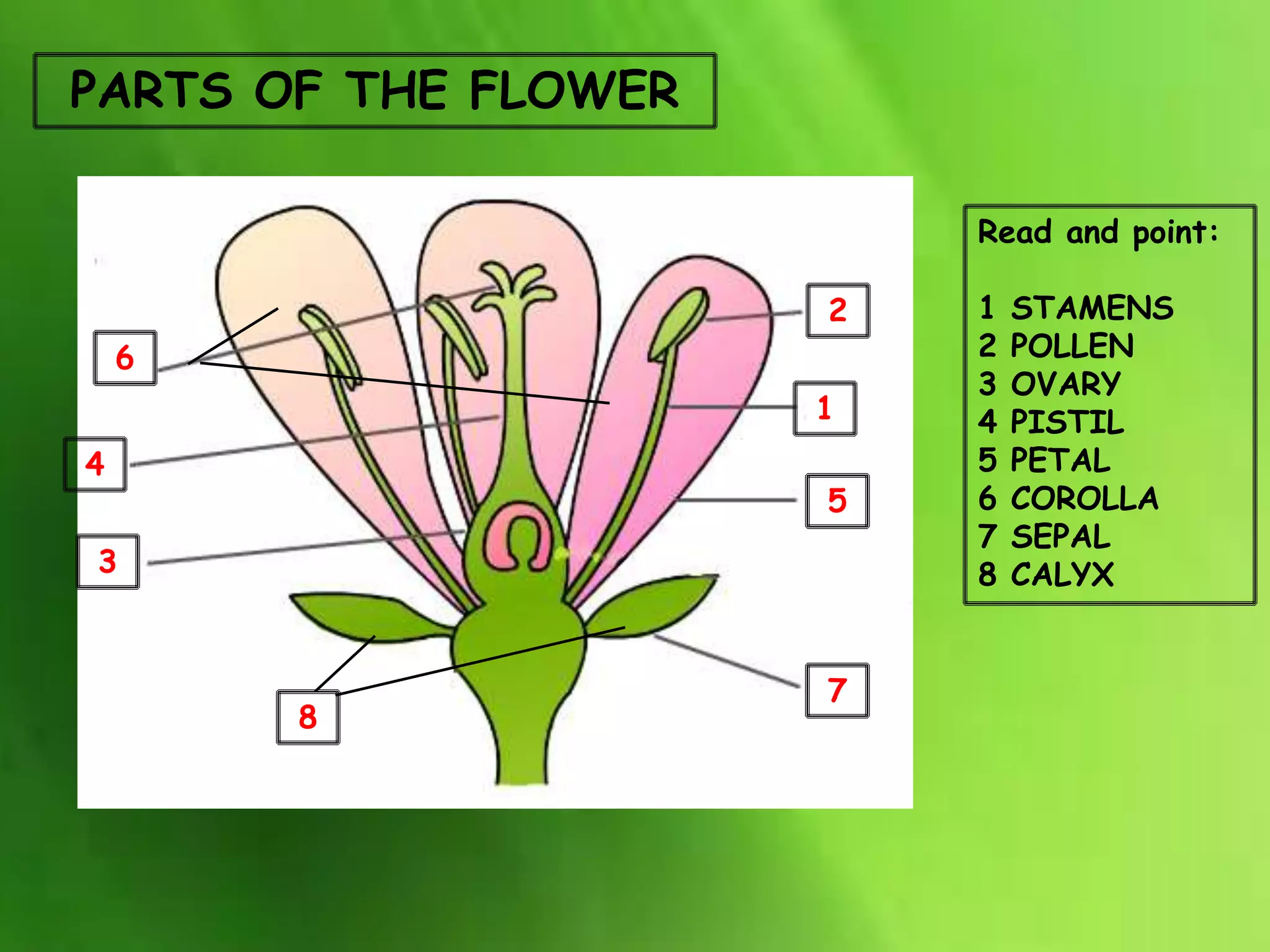 PARTS OF THE FLOWER
Read and point:
1 STAMENS
2 POLLEN
3 OVARY
4 PISTIL
5 PETAL
6 COROLLA
7 SEPAL
8 CALYX
1
5
2
8
7
4
3
6