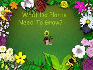 What Do Plants
Need To Grow?
 