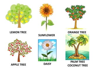 LEMON TREE
APPLE TREE
PALM TREE
COCONUT TREE
DAISY
ORANGE TREE
SUNFLOWER
 
