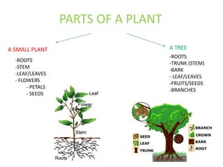 PARTS OF A PLANT
A SMALL PLANT A TREE
-ROOTS
-STEM
-LEAF/LEAVES
- FLOWERS
- PETALS
- SEEDS
-ROOTS
-TRUNK (STEM)
-BARK
- LEAF/LEAVES
-FRUITS/SEEDS
-BRANCHES
 