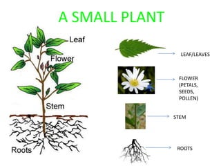 A SMALL PLANT
LEAF/LEAVES
FLOWER
(PETALS,
SEEDS,
POLLEN)
STEM
ROOTS
 