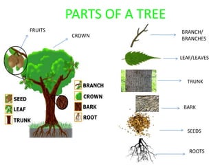 PARTS OF A TREE
BRANCH/
BRANCHES
LEAF/LEAVES
TRUNK
SEEDS
ROOTS
BARK
FRUITS
CROWN
 