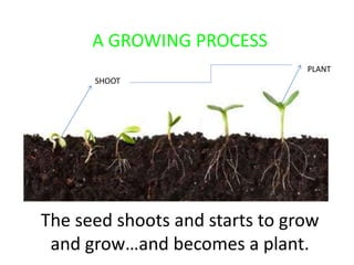 A GROWING PROCESS
SHOOT
PLANT
The seed shoots and starts to grow
and grow…and becomes a plant.
 