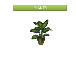 PLANTS
 