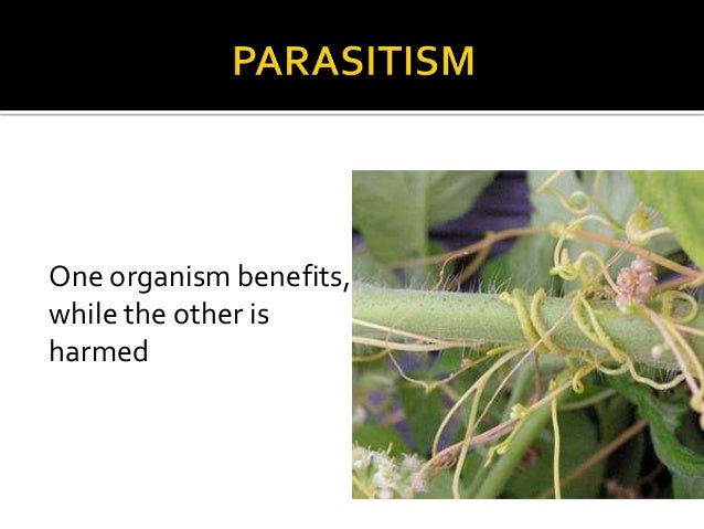 Plant symbiotic relations with soil