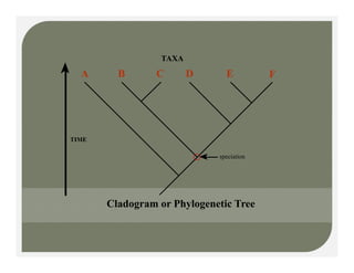 A B C D E F
TAXA
TIME
speciation
Cladogram or Phylogenetic Tree
 