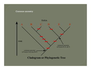 Common ancestry
TAXA
A B C D E F
TIME
common ancestor
(of taxon D, E, & F)
Cl d Ph l ti T
common ancestor
(of taxon A & taxa B-F)
Cladogram or Phylogenetic Tree
 