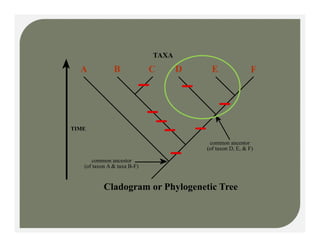 A B C D E F
TAXA
TIME
common ancestor
(of taxon A & taxa B-F)
common ancestor
(of taxon D, E, & F)
Cladogram or Phylogenetic Tree
 