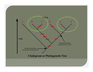 A B C D E F
TAXA
A B C D E F
TIME
common ancestor
( f t A & t B F)
common ancestor
(of taxon D, E, & F)
Cladogram or Phylogenetic Tree
(of taxon A & taxa B-F)
 