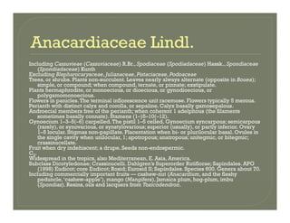 Including Cassuvieae (Cassuviaceae) R.Br., Spodiaceae (Spodiadaceae) Hassk., Spondiaceae
(Spondiadaceae) Kunth(Spondiadaceae) Kunth
Excluding Blepharocaryaceae, Julianaceae, Pistaciaceae, Podoaceae
Trees, or shrubs. Plants non-succulent. Leaves nearly always alternate (opposite in Bouea);
simple, or compound; when compound, ternate, or pinnate; exstipulate.
Plants hermaphrodite, or monoecious, or dioecious, or gynodioecious, or
polygamomonoecious.p yg
Flowers in panicles.The terminal inflorescence unit racemose. Flowers typically 5 merous.
Perianth with distinct calyx and corolla, or sepaline. Calyx basally gamosepalous.
Androecial members free of the perianth; when coherent 1 adelphous (the filaments
sometimes basally connate). Stamens (1–)5–10(–12).
Gynoecium 1–3–5(–6) carpelled.The pistil 1–5 celled. Gynoecium syncarpous; semicarpous
( l ) i t l i i ( ll ) tl i f i O(rarely), or synovarious, or synstylovarious; superior (usually), or partly inferior. Ovary
1–5 locular. Stigmas non-papillate. Placentation when bi- or plurilocular basal. Ovules in
the single cavity when unilocular, 1; apotropous; anatropous; unitegmic, or bitegmic;
crassinucellate.
Fruit when dry indehiscent; a drupe. Seeds non-endospermic.
CC3.
Widespread in the tropics, also Mediterranean, E. Asia, America.
Subclass Dicotyledonae; Crassinucelli. Dahlgren’s Superorder Rutiflorae; Sapindales. APG
(1998) Eudicot; core Eudicot; Rosid; Eurosid II; Sapindales. Species 600. Genera about 70.
Including commercially important fruits — cashew-nut (Anacardium, and the fleshy
peduncle,‘cashew-apple’), mango (Mangifera), Jamaica plum, hog-plum, imbup , pp ), g ( g ), J p , g p ,
(Spondias). Resins, oils and lacquers from Toxicodendron.
 