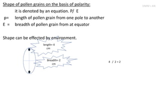 Shape of pollen grains on the basis of polarity:
it is denoted by an equation. P/ E
p= length of pollen grain from one pole to another
E = breadth of pollen grain from at equator
Shape can be effected by environment.
Llength= 4
cm
Breadth= 2
cm
4 / 2 = 2
SIMM J AN
 