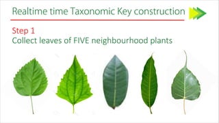 Realtime time Taxonomic Key construction
Step 1
Collect leaves of FIVE neighbourhood plants
 