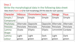 Step 2
Write the morphological data in the following data sheet
Data sheet [Taxon card] for leaf morphology [Fill the data for each species]
Character Hibiscus Chromolaena Ixora Mango Ficus
Simple /
Compound
Simple Simple Simple Simple Simple
Phyllotaxy Alternate Opposite Opposite Alternate Alternate
Petolate Petiolate Petiolate Petiolate Petiolate Petiolate
Lamina
Shape
Ovate Elliptic Elliptic Lanceolate Cordate
Lamina
colour
Light
green
Light
green
Dark
green
Light
green
Dark
green
 