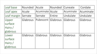 Leaf base Rounded Acute Rounded Cuneate Cordate
Leaf apex Acute Acuminate Acute Acuminate Acuminate
Leaf margin Serrate Serrate Entire Undulate Undulate
Upper
surface
Hairy /
glabrous
Glabrous Pubescent Glabrous Glabrous Glabrous
Lower
surface
Hairy /
glabrous
Glabrous Glabrous Glabrous Glabrous Glabrous
 