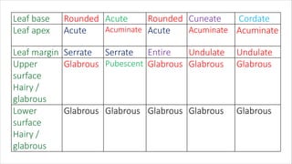 Leaf base Rounded Acute Rounded Cuneate Cordate
Leaf apex Acute Acuminate Acute Acuminate Acuminate
Leaf margin Serrate Serrate Entire Undulate Undulate
Upper
surface
Hairy /
glabrous
Glabrous Pubescent Glabrous Glabrous Glabrous
Lower
surface
Hairy /
glabrous
Glabrous Glabrous Glabrous Glabrous Glabrous
 