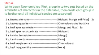 Step 4
Write down Taxonomic key [First, group in to two sets based on the
similarities of characters in the data table, then divide each group in
to further until all individual species are separated]
1 a. Leaves alternate ---------------------------------[Hibiscus, Mango and Ficus] 2a
1 b. Leaves opposite ---------------------------------[Chromolaena and Ixora] 4a
2 a. Leaf apex acuminate --------------------------- [Mango and Ficus] 3a
2 b. Leaf apex not acuminate ----------------------[Hibiscus]
3 a. Lamina lanceolate ------------------------------ [Mango]
3 b. Lamina cordate ----------------------------------[Ficus]
4 a. Leaf margin serrate -----------------------------[Chromolaena]
4 b. Leaf margin entire ------------------------------[Ixora]
 