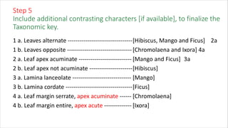 Step 5
Include additional contrasting characters [if available], to finalize the
Taxonomic key.
1 a. Leaves alternate ---------------------------------[Hibiscus, Mango and Ficus] 2a
1 b. Leaves opposite ---------------------------------[Chromolaena and Ixora] 4a
2 a. Leaf apex acuminate --------------------------- [Mango and Ficus] 3a
2 b. Leaf apex not acuminate ----------------------[Hibiscus]
3 a. Lamina lanceolate ------------------------------ [Mango]
3 b. Lamina cordate ----------------------------------[Ficus]
4 a. Leaf margin serrate, apex acuminate ------ [Chromolaena]
4 b. Leaf margin entire, apex acute -------------- [Ixora]
 