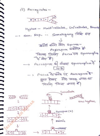 (i) 9sco my cetea
<br>
Hyphae
<br>
Sex. Repe
<br>
multfcolleelas, Uniaolulas, lBrende
<br>
Somatogay
<br>
Asce
<br>
Pegospne
<br>
Accospoe s Spurangfum
<br>
GrePinate.
<br>
Ascospeo (n)
<br>
meiccis
<br>
New
<br>
hyehae.
<br>
 