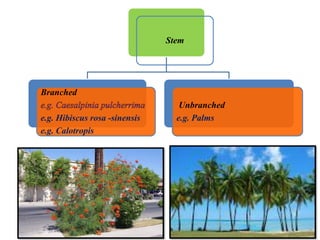 Stem
Branched
e.g. Hibiscus rosa -sinensis
e.g. Calotropis
Unbranched
e.g. Palms
 