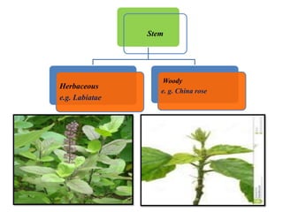 Stem
Herbaceous
e.g. Labiatae
Woody
e. g. China rose
 