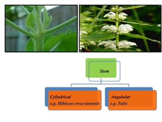 Stem
Cylindrical
e.g. Hibiscus rosa-sinensis
Angulular
e.g. Tulsi
 