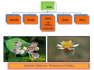 Stem
Smooth Rough
Hairy
e.g.
Tridax,
Calotropis
Spiny Waxy
Special feature– Presence of latex.
 