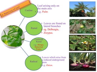 Cauline
• Leaf arising only on
the main axis
• e.g. Palm.
Ramal
• Leaves are found on
lateral branches
• eg. Delbergia,
• Zizypus.
Radical
• Leaves which arise from
a reduced underground
stem
• e.g. Onion.
Cauline&
Ramal
e.g. Mango,
Tamarind,
Tridax.
 
