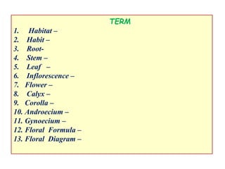 TERM
1. Habitat –
2. Habit –
3. Root-
4. Stem –
5. Leaf –
6. Inflorescence –
7. Flower –
8. Calyx –
9. Corolla –
10. Androecium –
11. Gynoecium –
12. Floral Formula –
13. Floral Diagram –
 
