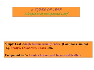 e. TYPES OF LEAF
Simple and Compound Leaf
Simple Leaf –Single lamina usually entire. (Continous lamina)
e.g. Mango, China rose, Guava , etc.
Compound leaf – Lamina broken and form small leaflets.
 