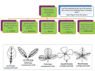 Palmately
compound
leaf
UNIFOLIATE-
Single leaflet is
found.
e.g. Lemon
BIFOLIATE-
Two leaflets are
present.
e.g. Bauhinia
TRIFOLIATE-
Three leaflets
are attached.
e.g. Oxalis
TETRAFOLIATE
-Four leaflets are
attached to the
petiole.
e.g. Marsilea
MULTIFOLIATE
-More than four
leaflet are found
e.g.Silkcotton.
Leaf lets attached at the tip of the petiole ,
thus seem to be radiating from a common
point.
(like fingers from the palm )
 