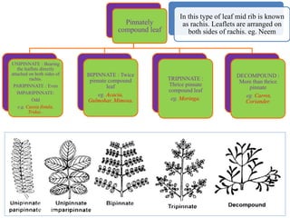 Pinnately
compound leaf
UNIPINNATE : Bearing
the leaflets directly
attached on both sides of
rachis.
PARIPINNATE : Even
IMPARIPINNATE:
Odd
e.g. Cassia fistula,
Tridax..
BIPINNATE : Twice
pinnate compound
leaf
eg. Acacia,
Gulmohar, Mimosa.
TRIPINNATE :
Thrice pinnate
compound leaf
eg. Moringa.
DECOMPOUND :
More than thrice
pinnate
eg. Carrot,
Coriander.
In this type of leaf mid rib is known
as rachis. Leaflets are arranged on
both sides of rachis. eg. Neem
 
