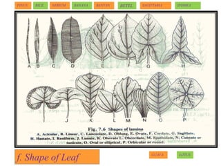 f. Shape of Leaf
BANYANPINUS RICE NERIUM
GUAVA
BANANA
LOTUS
BETEL SAGITTARIA IPOMEA
 