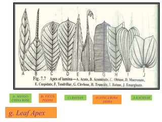 g. Leaf Apex
A) MANGO,
CHINA ROSE
B) FICUS,
PEEPAL
C) BANYAN D )VINCA ROSA,
IXORA
J) KACHNAR
 