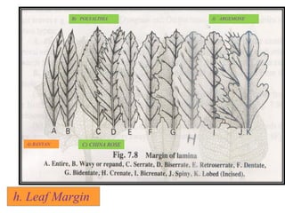 h. Leaf Margin
A) BANYAN
B) POLYALTHIA
C) CHINA ROSE
J) ARGEMONE
 