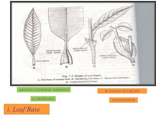 i. Leaf Base
A)BANYAN, GULMOHAR, TAMRINDUS B) BANANA, SUGARCANE
C) CROTOLARIA D) POLYGONUM
 