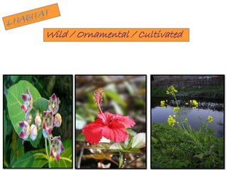 Wild / Ornamental / Cultivated
 