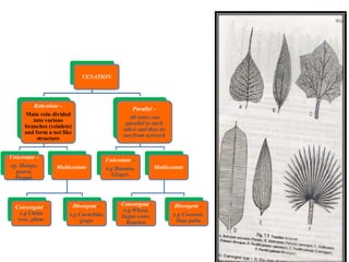 VENATION
Reticulate –
Main vein divided
into various
branches (veinlets)
and form a net like
structure
Unicostate –
eg. Mango,
guava,
Peepal,
Multicostate
Divergent –
e.g Cucurbita,
grape
Convergent –
e.g China
rose, plum.
Parallel –
All veins run
parallel to each
other and they do
not from network
Unicostate –
e.g Banana,
Ginger,
Multicostate
Divergent –
e.g Coconut,
Date palm
Convergent-
e.g.Wheat,
Sugar-cane,
Bamboo
 