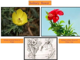 Solitary terminal flower of
Poppy
Solitary axillary flower of
China - rose
Solitary flower
 