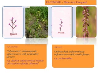 RACEME
Unbranched, indeterminate
inflorescence with pedicelled
flowers.
e.g. Radish, characteristic feature
of cruciferae family, Musturd
SPIKE
Unbranched, indeterminate
inflorescence with sessile flower.
e.g. Achyranthes
RACEMOSE :- Main Axis Elongated
 