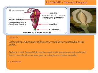RACEMOSE :- Main Axis Elongated
SPADIX
Unbranched, inderminate inflorescence with flowers embedded in the
rachis.
(Peduncle is thick, long and fleshy and have small sessile and unisexual male and female
flowers covered with one or more green or colourful bracts known as spathe.)
e.g. Colocasia
 
