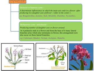 CYMOSE
Dichasial or biparous cyme –
A determinate infloresence in which the main axis ends in a flower after
producing two daughter axis of flower ( older in the center ) .
eg. Bougainvillea, Jasmine, Teak, Mirabilis, Dianthus, Nyctanthes.
Multiparous cyme / polychasial –
Producing number of daughter axis or flower around.
In it peduncle ends in a flower and from the base of it many lateral
branches arise which also terminates in flower, this arrangement now
also occur on these lateral branches.
e.g. Calotropis (Madar), Nerium, Asclepias, Hamelia.
 