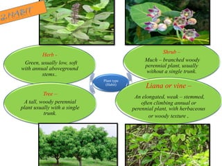 Plant type
(Habit)
Herb -
Green, usually low, soft
with annual aboveground
stems..
Shrub –
Much – branched woody
perennial plant, usually
without a single trunk.
Liana or vine –
An elongated, weak – stemmed,
often climbing annual or
perennial plant, with herbaceous
or woody texture .
Tree –
A tall, woody perennial
plant usually with a single
trunk.
 