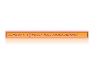 SPECIAL TYPE OF INFLORESCENCE
 