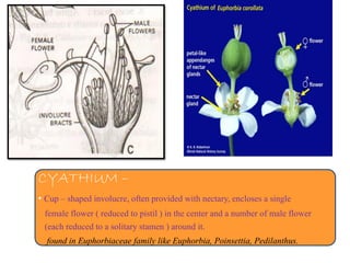 CYATHIUM –
• Cup – shaped involucre, often provided with nectary, encloses a single
female flower ( reduced to pistil ) in the center and a number of male flower
(each reduced to a solitary stamen ) around it.
found in Euphorbiaceae family like Euphorbia, Poinsettia, Pedilanthus.
 