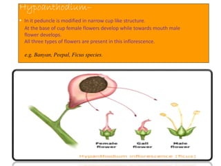 Hypoanthodium–
• In it peduncle is modified in narrow cup like structure.
At the base of cup female flowers develop while towards mouth male
flower develops.
All three types of flowers are present in this inflorescence.
e.g. Banyan, Peepal, Ficus species.
 