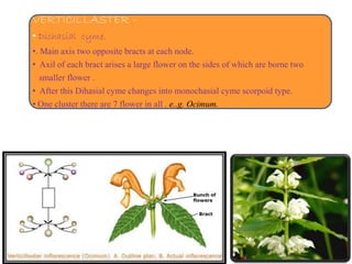 VERTICILLASTER –
• Dichasial cyme.
•. Main axis two opposite bracts at each node.
• Axil of each bract arises a large flower on the sides of which are borne two
smaller flower .
• After this Dihasial cyme changes into monochasial cyme scorpoid type.
• One cluster there are 7 flower in all . e..g. Ocimum.
 